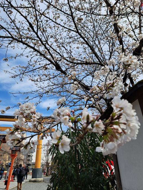 桜が咲いてきました♪の画像