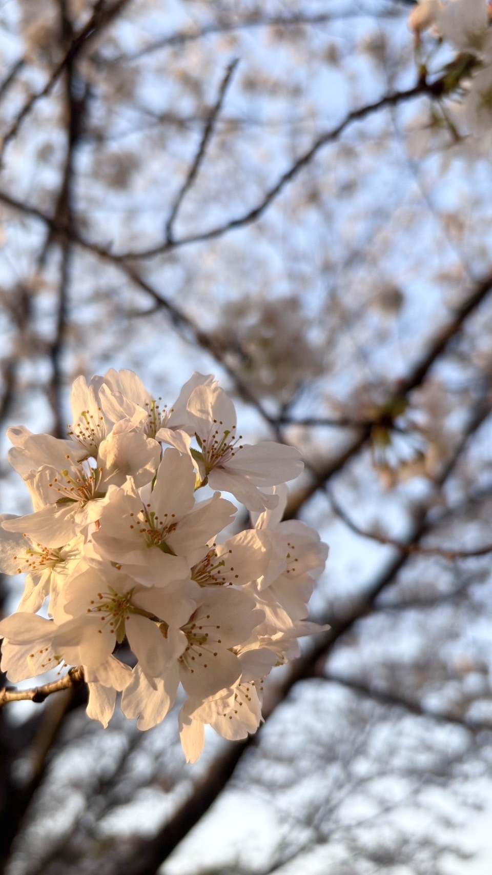 家の売却査定を成功させるには？査定の流れと準備を解説の画像