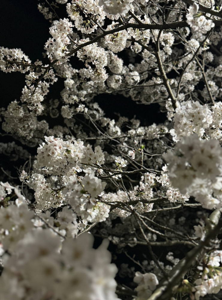 夜桜の画像