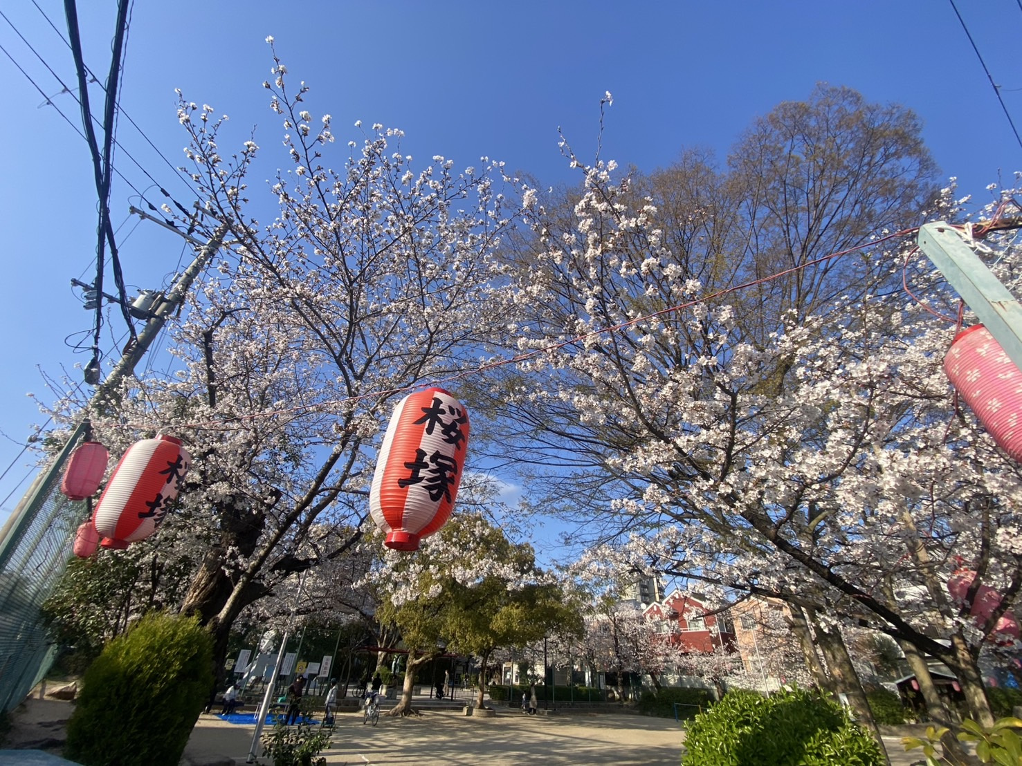 今日から20℃超えが続き温かくなりそうです！の画像