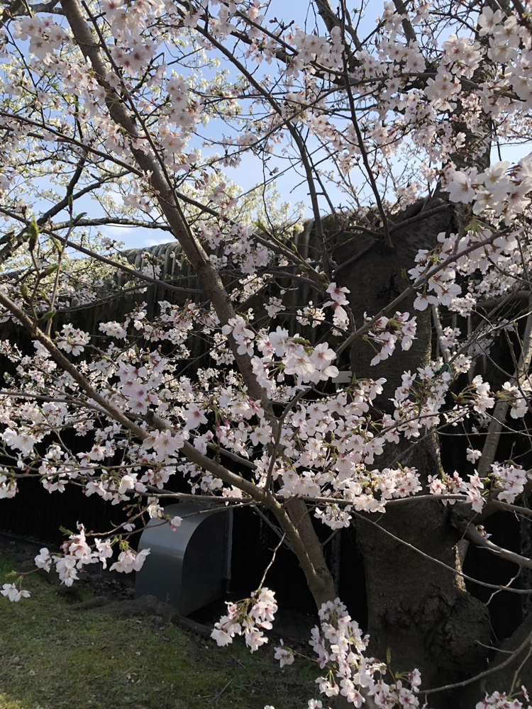 かみす桜まつりの画像
