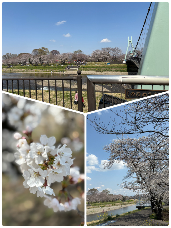 お花見の画像