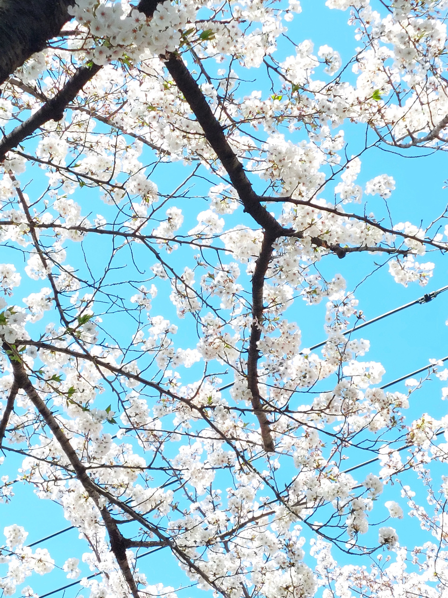 社員がスタッフとして参加する春の楽しいイベントの画像