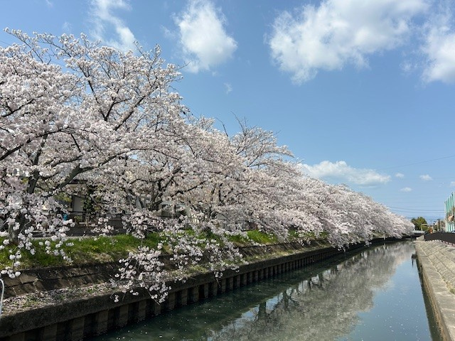 【愛西市不動産売却】さくらの画像