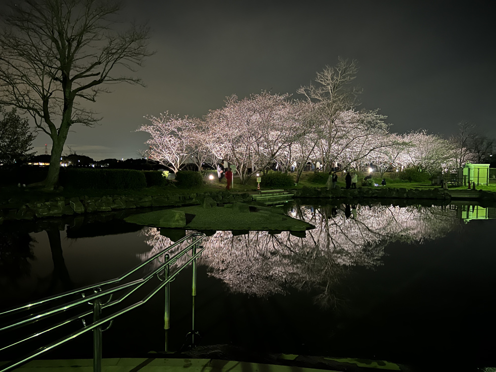 夜桜の画像