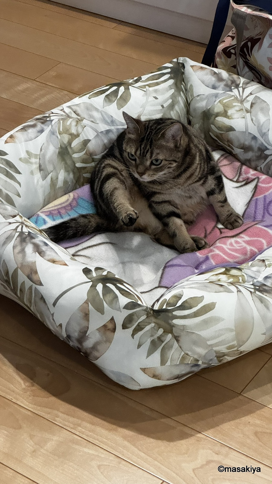 隣のワンちゃんの画像