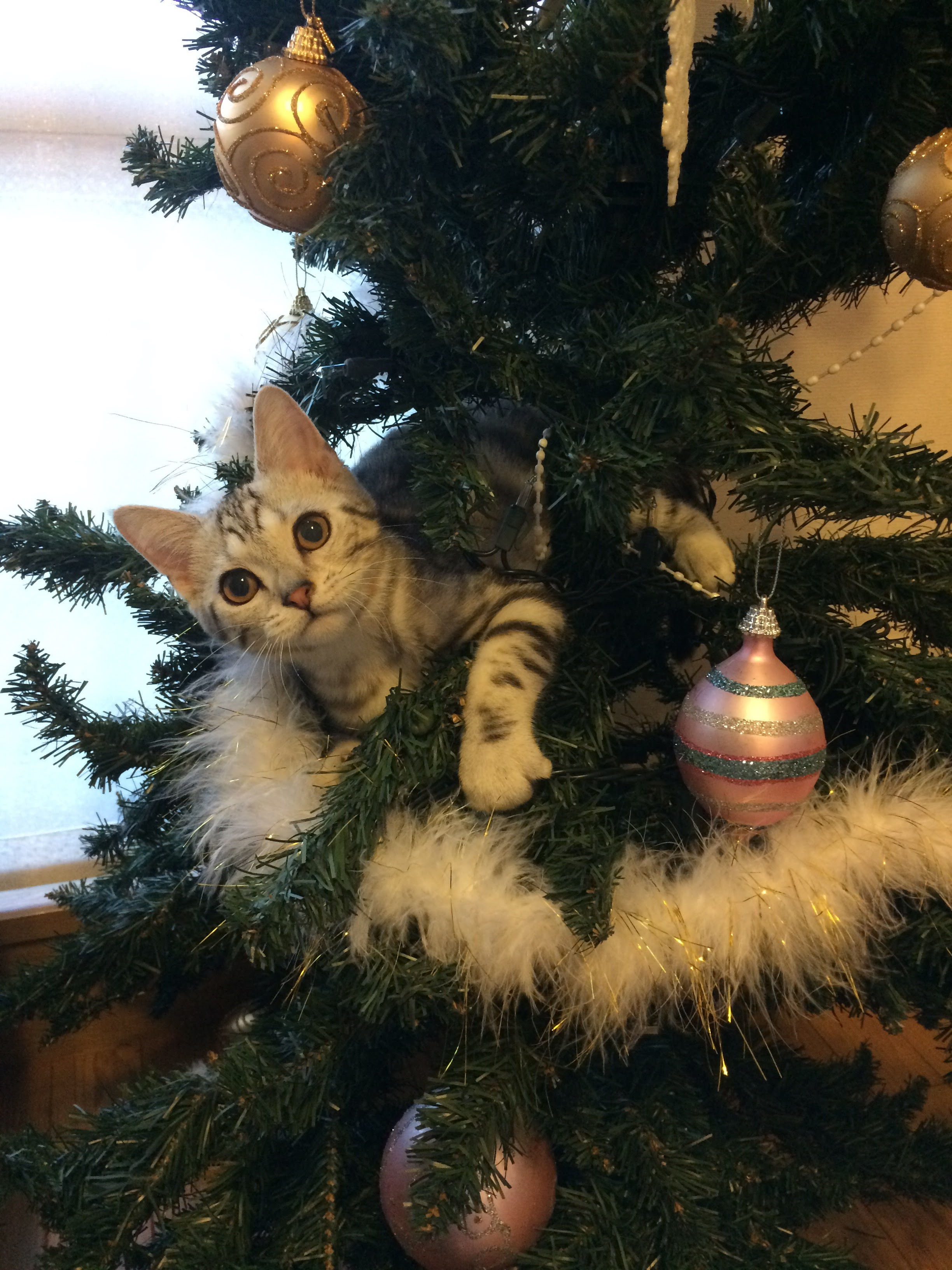 ゆる～く♪の画像