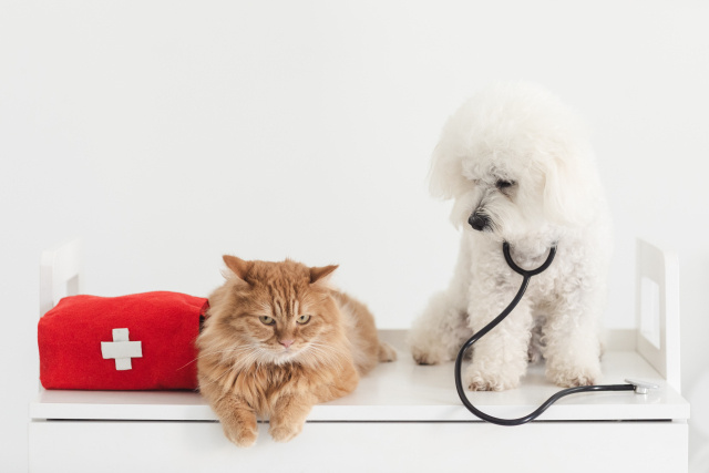 はじめてのペット保険|必要?いらない?飼い主さんの悩みをやさしく解説の画像