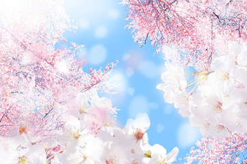 成田市周辺　お花見スポットおすすめ♪の画像