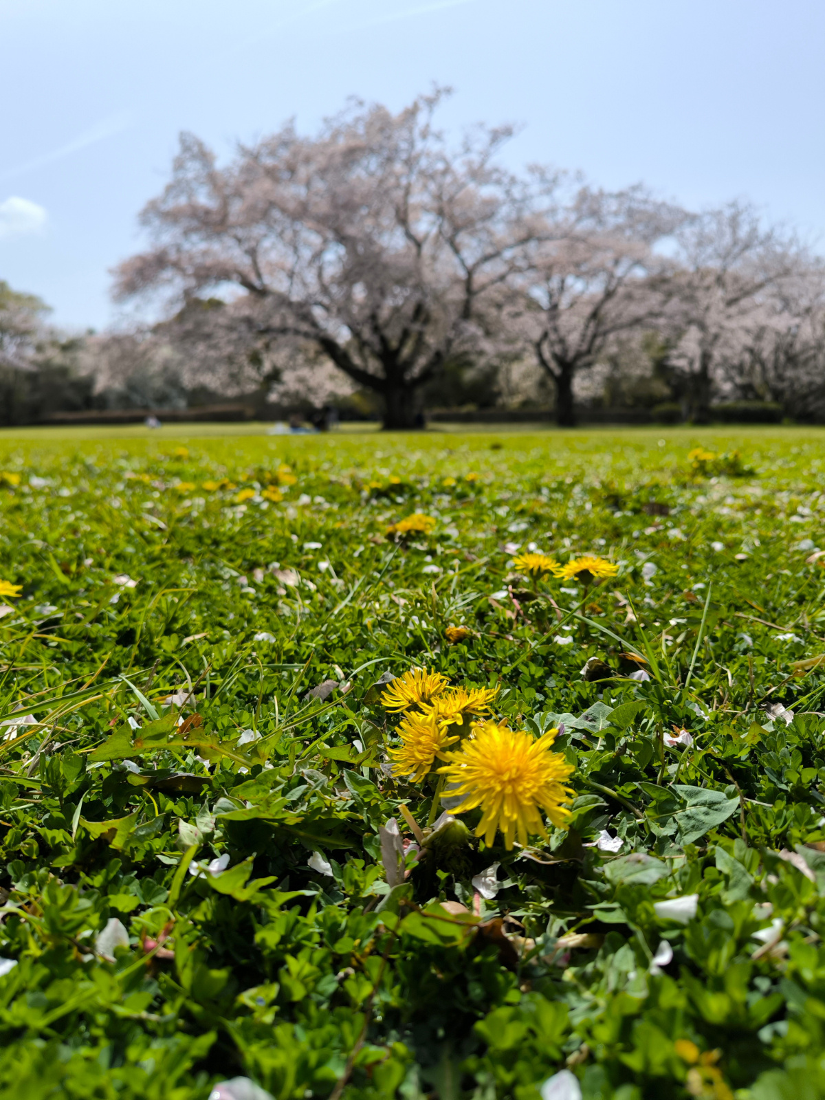 大庭の桜（2025.4.11）の画像