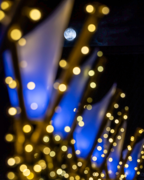 光と祈りが交差する夜 ― 冬の奈良公園・なら瑠璃絵の奇跡の画像