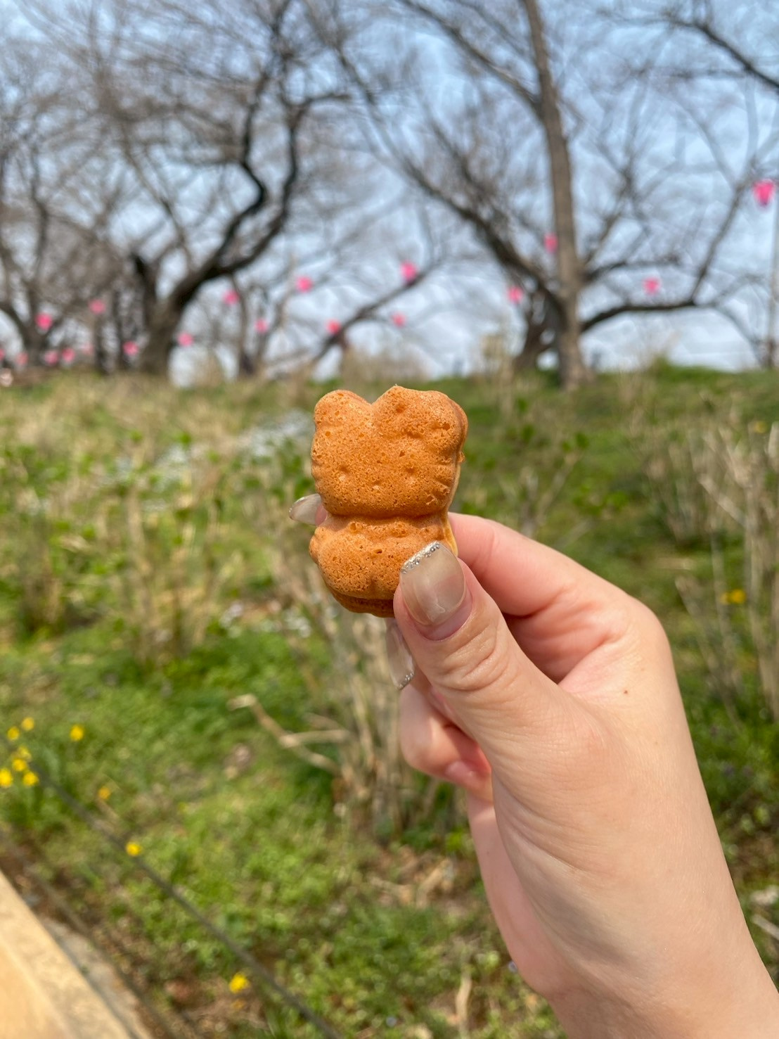 ⌇妹と権現堂に☺︎⌇の画像