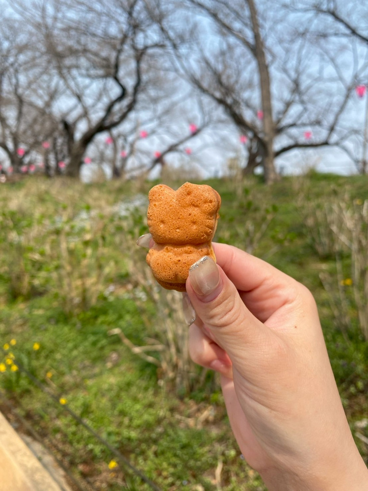 ⌇妹と権現堂に☺︎⌇の画像