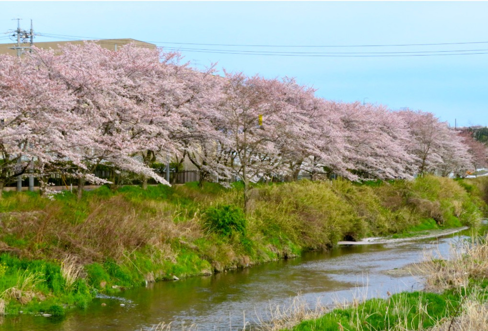 お花見の画像