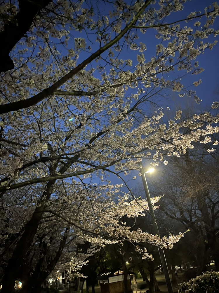最後の花見、、の画像