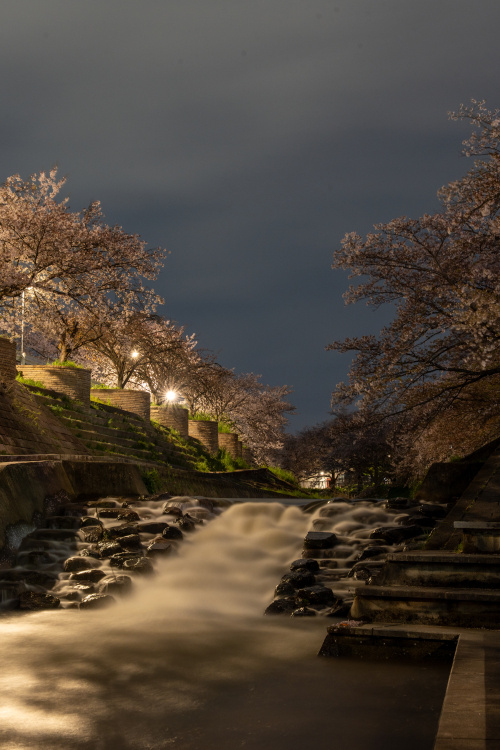 佐保川の桜並木、春の彩りに包まれる奈良の風景の画像