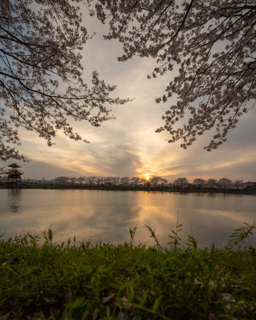 古代のロマンと桜が織りなす春の風景の画像
