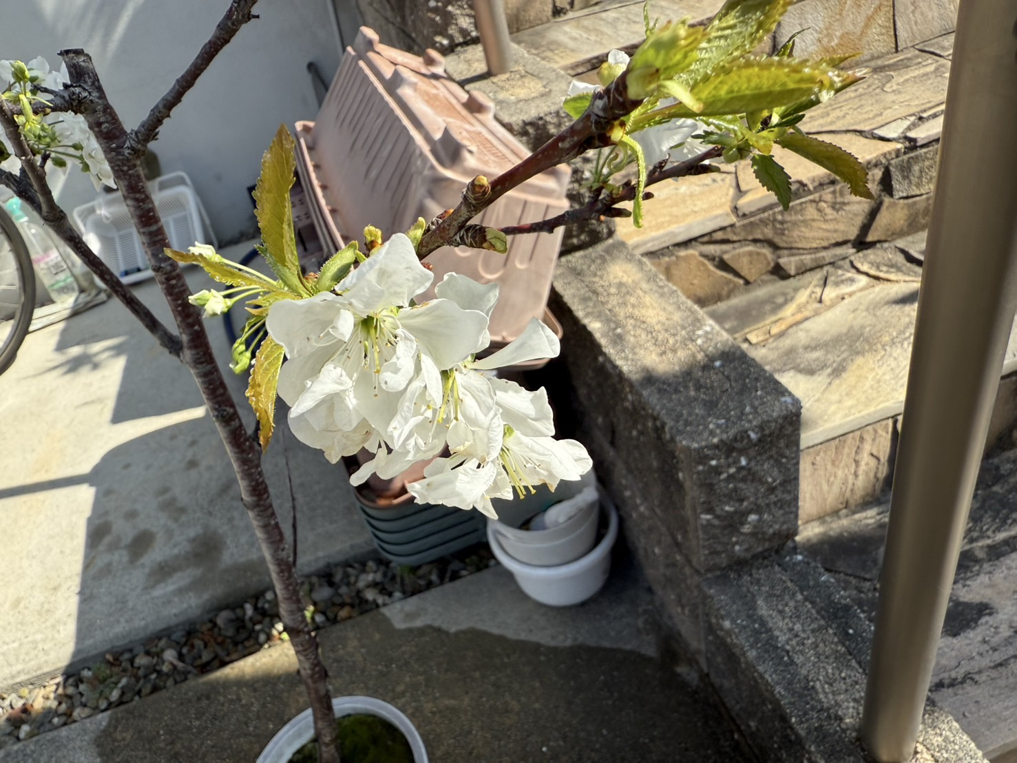 チェリーの花が満開ですの画像