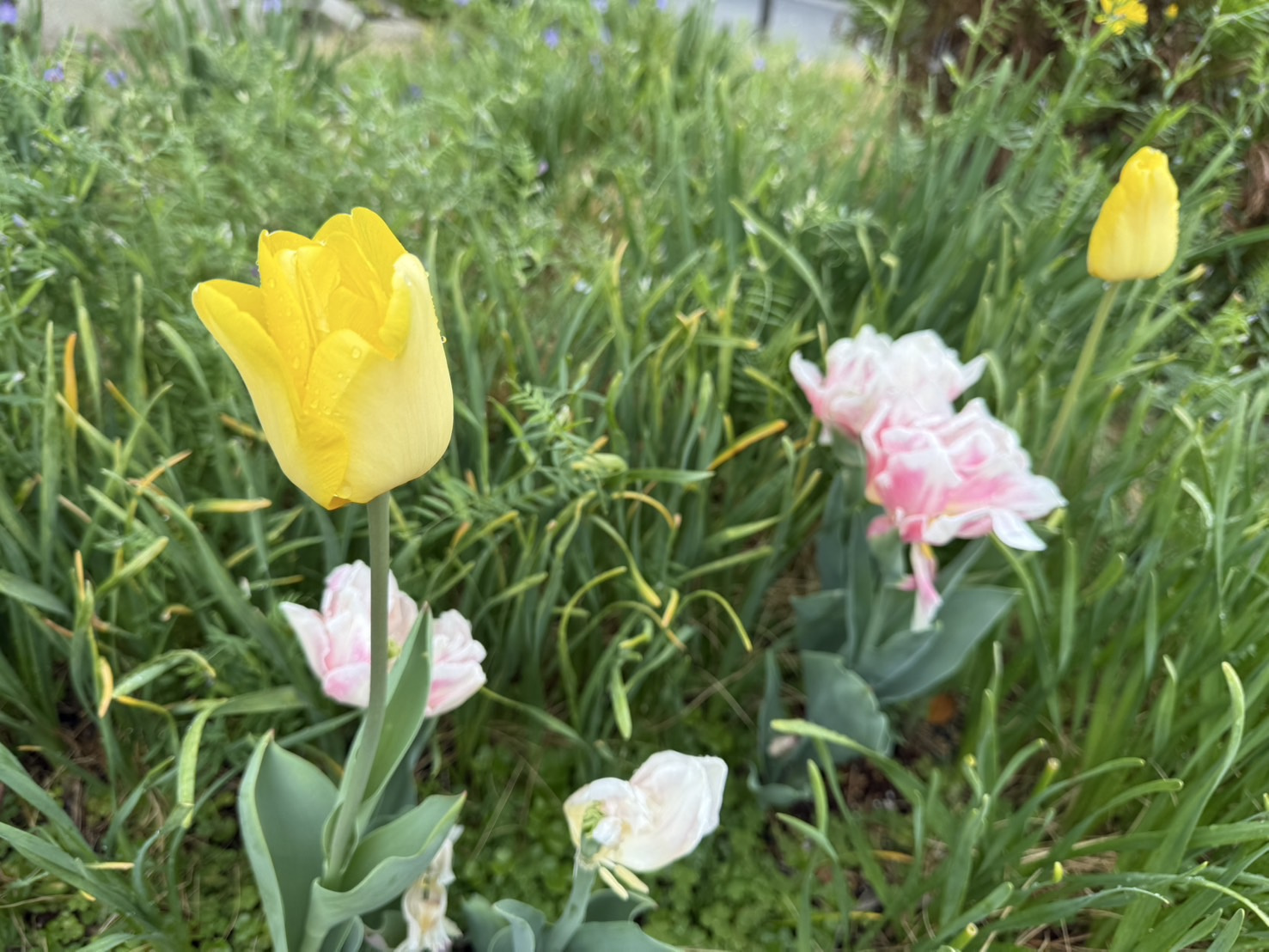 チューリップ咲きそうですの画像