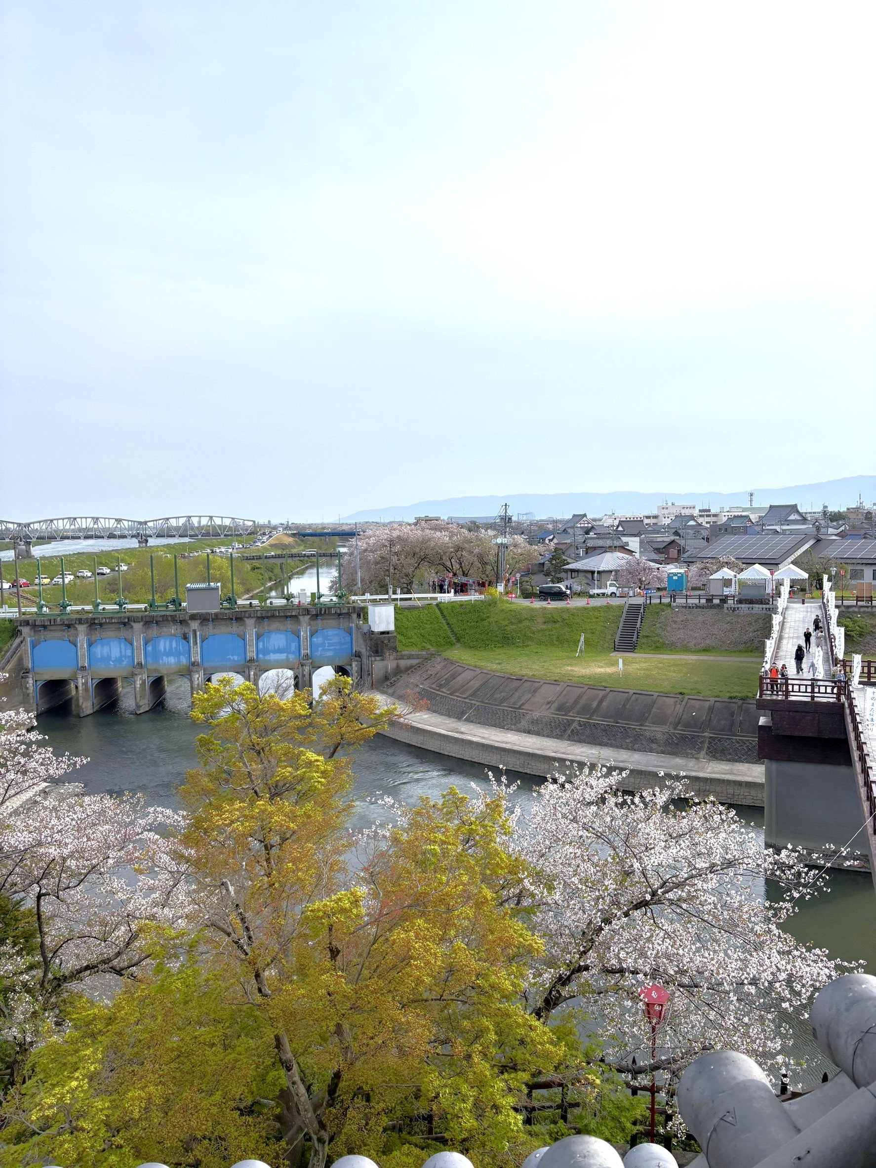 一夜城で満開の桜に出会う旅の画像