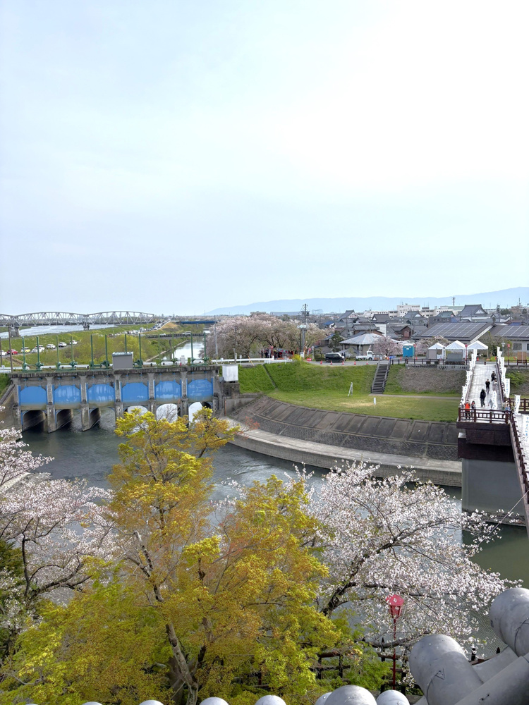 一夜城で満開の桜に出会う旅の画像