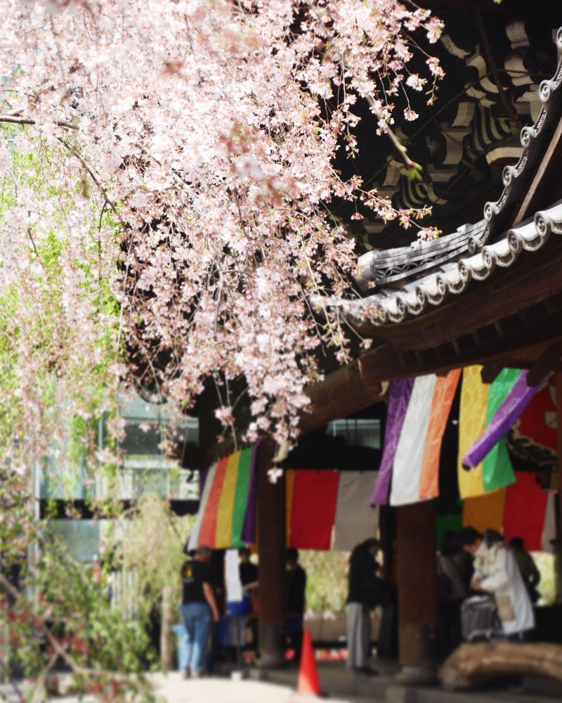 六角堂の桜の画像
