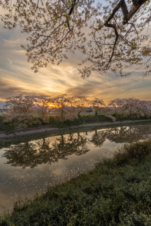 静寂の堤を彩る春の風景 ― 曽我川堤防の桜並木を歩くの画像