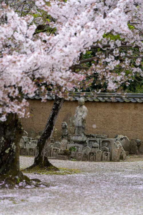 薬師如来と桜の共演 ― 新薬師寺で出会う静謐な春のひとときの画像