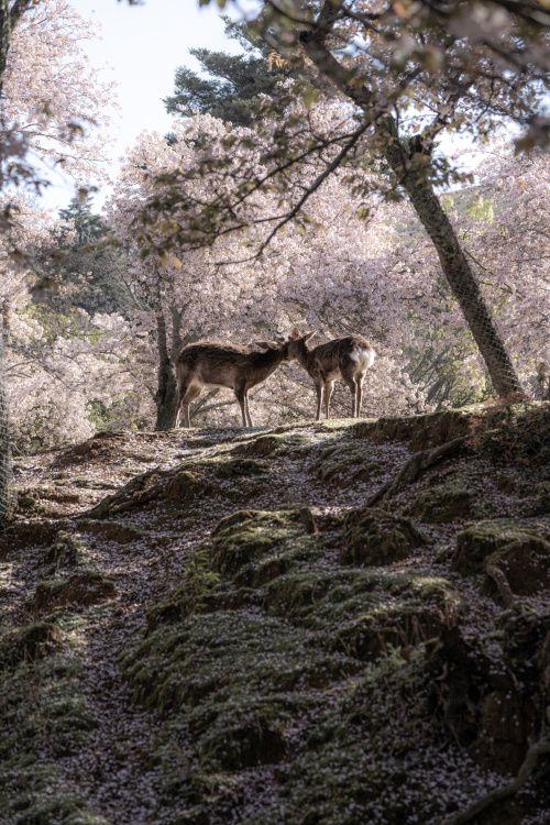 春爛漫、鹿と桜と古都の風 ― 奈良公園で出会う忘れられない春景色の画像