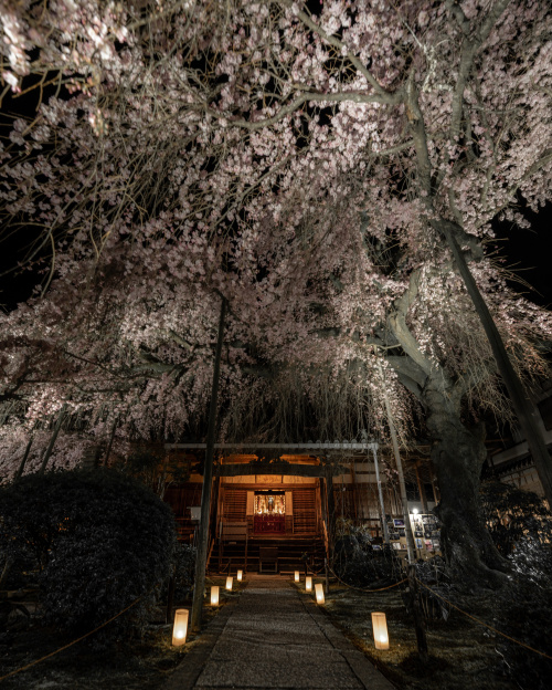 静寂の寺に咲く春の彩り ― 香芝・専修寺で出会う桜の風景の画像