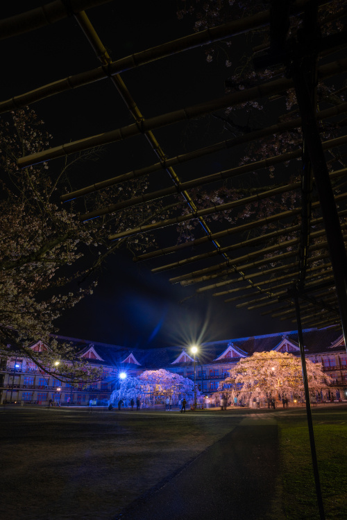 しだれ桜が語る春の神域 ― 天理教教会本部で出会う静謐な美の画像
