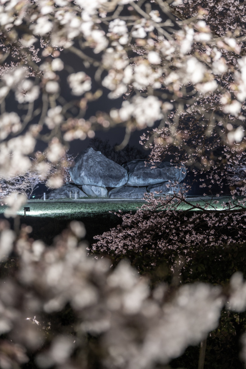 春の石舞台 ― 桜に包まれる古代ロマンの舞台の画像