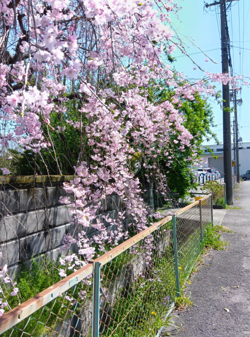 滑り込みの桜の画像