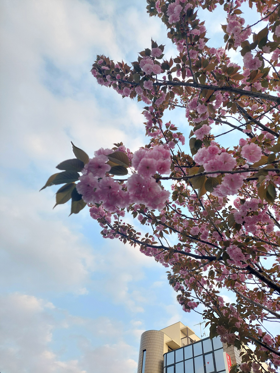 地域貢献活動のご報告の画像