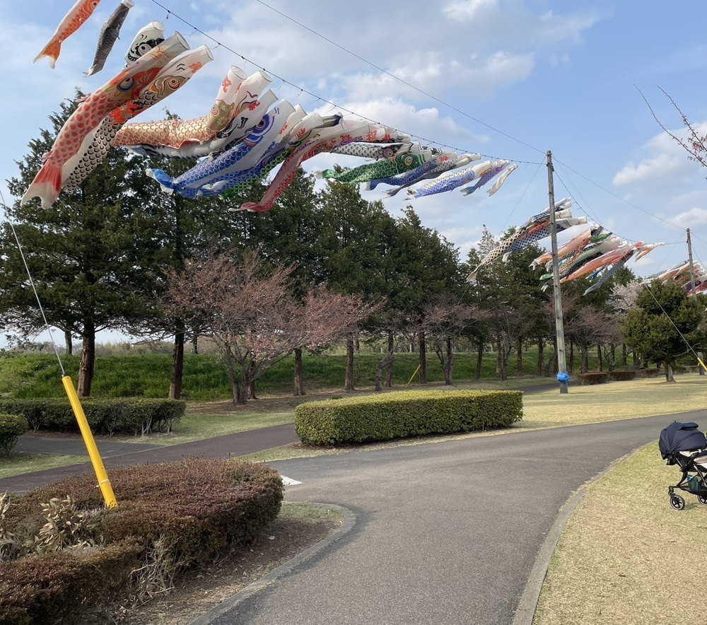 桜＆こいのぼりの画像