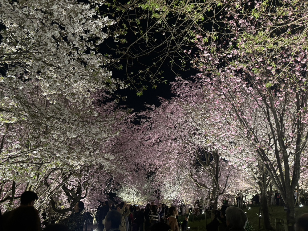 夜桜回廊の画像