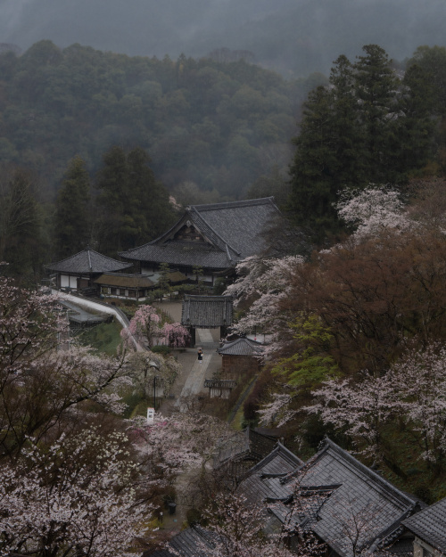 桜舞う長谷の春 ― 仏と花に包まれる巡礼の道の画像