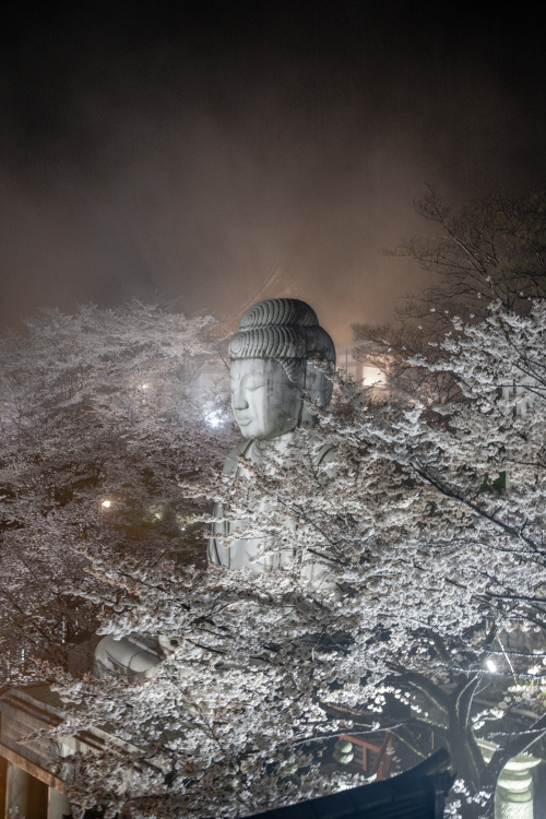 春爛漫の壺阪寺 ― 花と祈りが調和する山寺の風景の画像