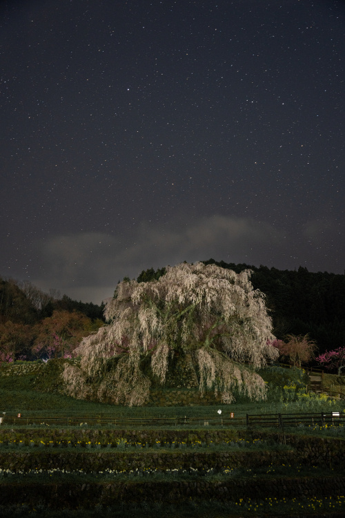悠久の一本桜 ― 又兵衛桜が語る春の物語の画像