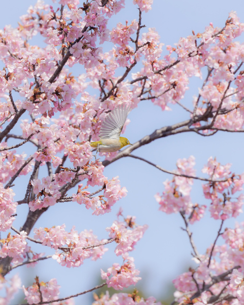 春を先取りする花の便り ― 馬見丘陵公園の河津桜の画像
