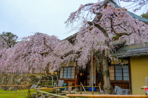 春を告げる桜のはじまり ― 氷室神社のしだれ桜に魅せられての画像