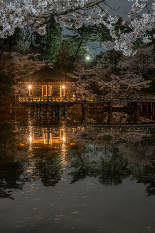 水面に舞う春の彩り ― 浮見堂と桜の詩の画像