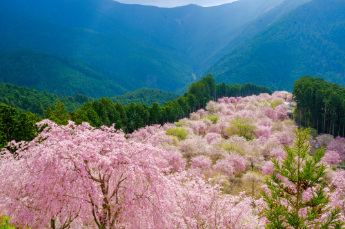 天空の桜雲に抱かれて 〜高見の郷の春景色〜の画像