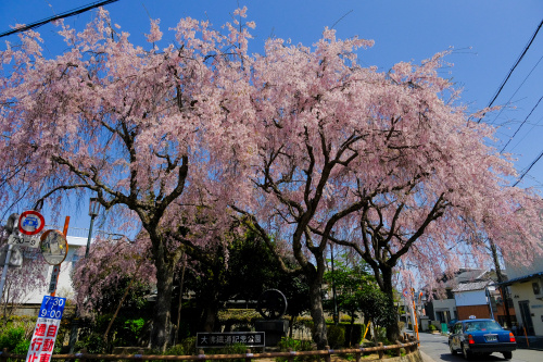 鉄路の記憶と桜の彩り 〜大佛鐵道記念公園で出会う春の詩〜の画像