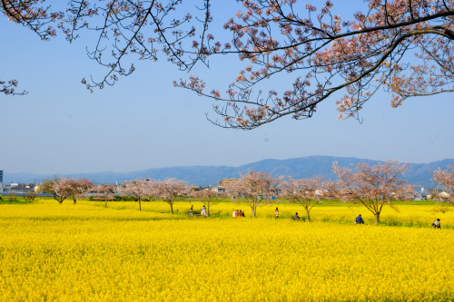 悠久の都に咲く春のしるし 〜藤原京跡の桜とともに歩く時間〜の画像