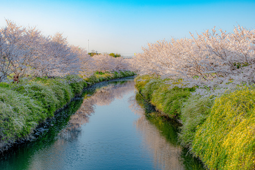 静けさの中に咲く、まちの春景色 〜岡崎川沿いの桜並木を歩く〜の画像