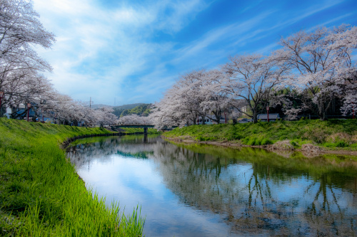 春風に揺れる記憶の川辺 〜宇陀川桜並木で感じる、静かな感動〜の画像