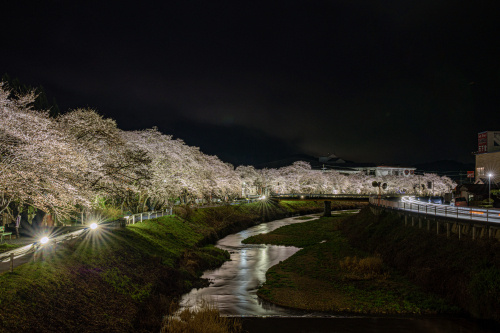 芳野川に映る春の詩 〜菟田野の水分桜が紡ぐやさしい時間〜の画像