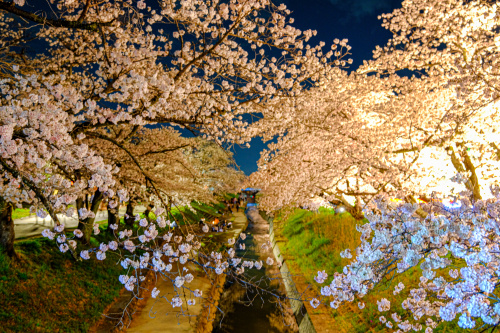 高田千本桜で出会う春の贈り物の画像