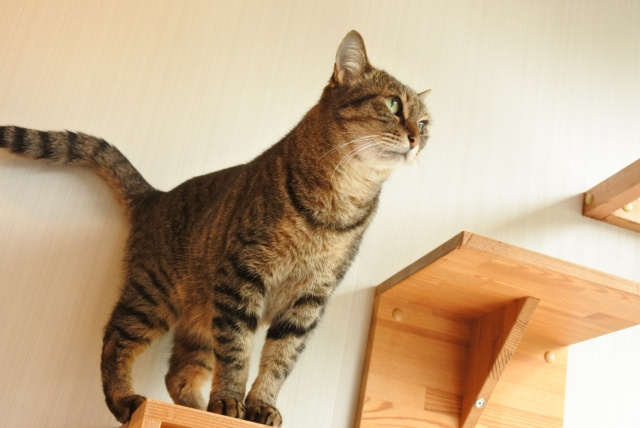 賃貸物件でキャットウォークをDIYするには？必要な材料や注意点もご紹介の画像